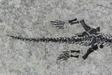 Discosauriscus (Early Permian Reptiliomorph) - Czech Republic #76373-3